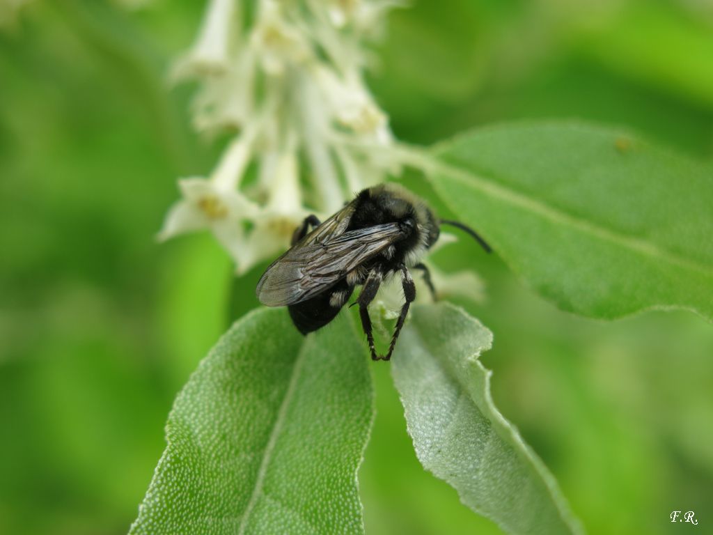 Imenottero nero e peloso:  Melecta luctuosa  (Apidae Anthophorinae)