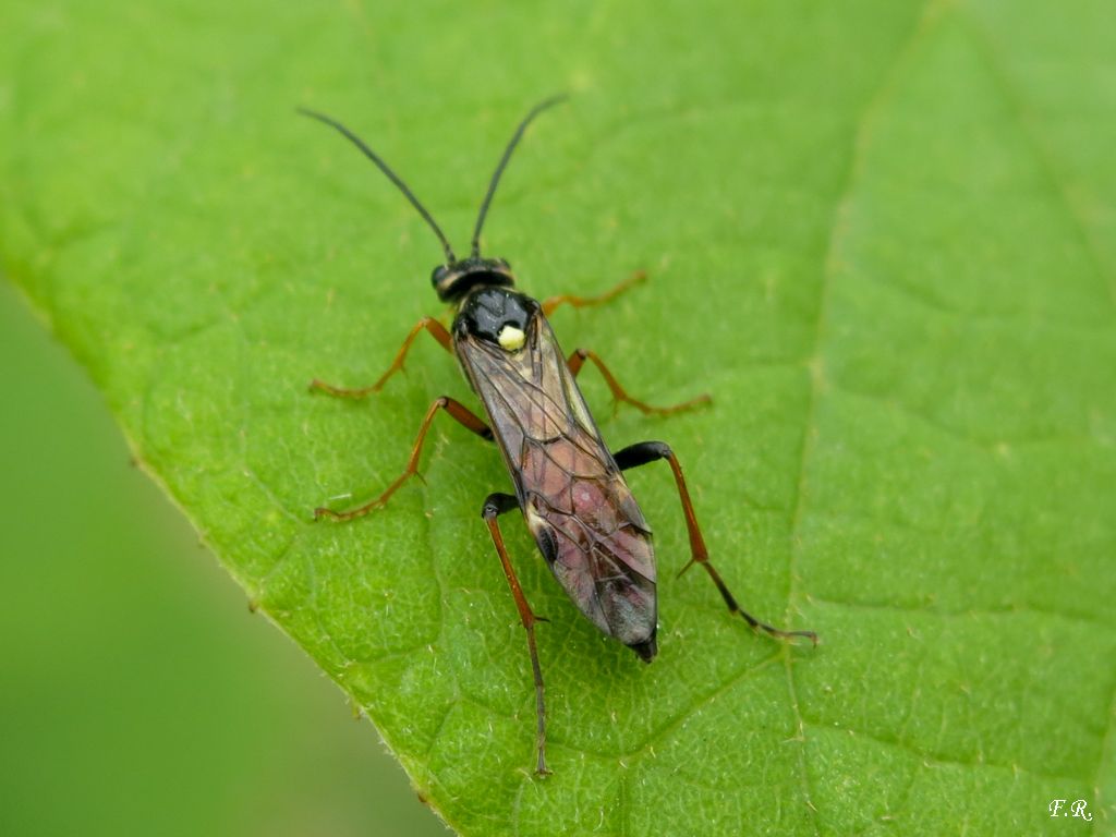 Tenthredinidae: Tenthredopsis  sp.