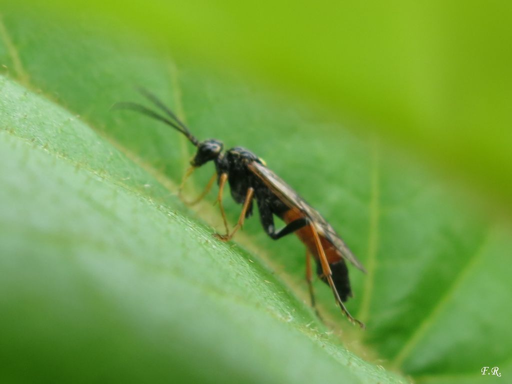 Tenthredinidae: Tenthredopsis  sp.