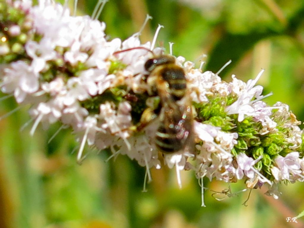 Imenottero da identificare:  Apidae Halictinae