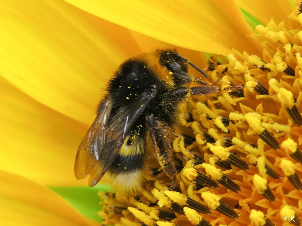 Bombus cfr. terrestris