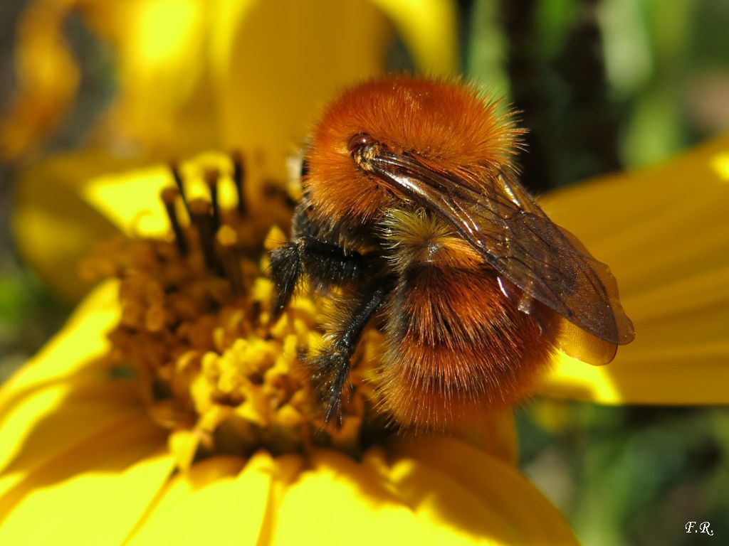 Bombus (Thoracobombus) pascuorum melleofacies