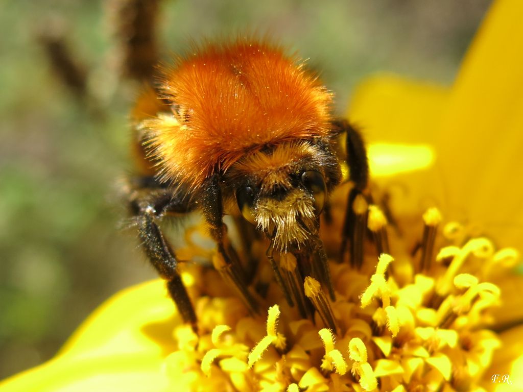 Bombus (Thoracobombus) pascuorum melleofacies