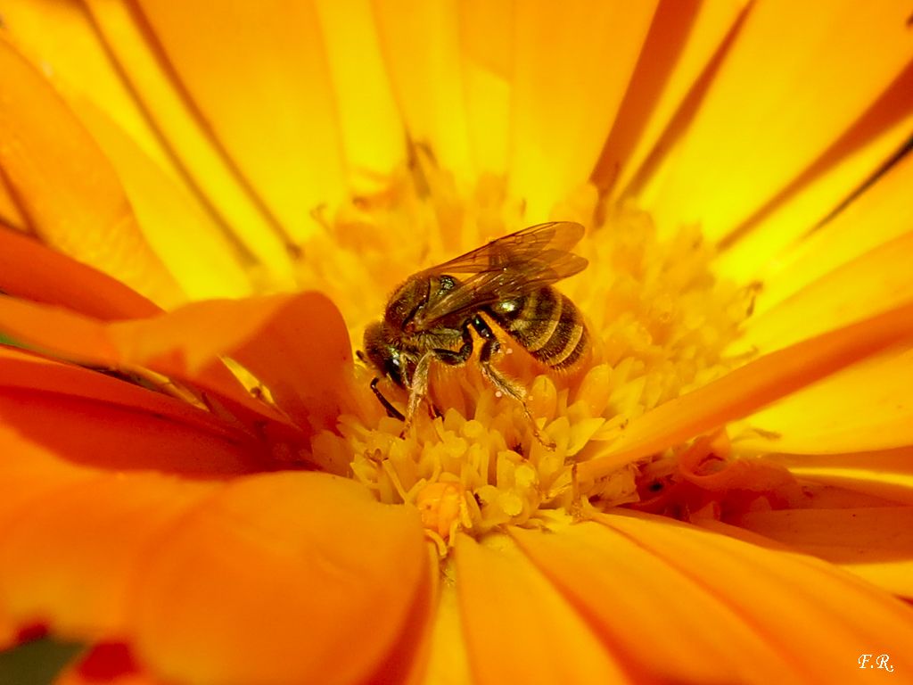 Apidae Halictinae