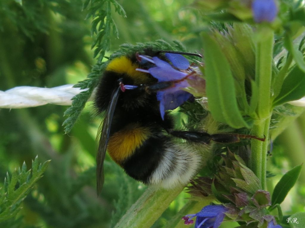 Bombus cfr. terrestris