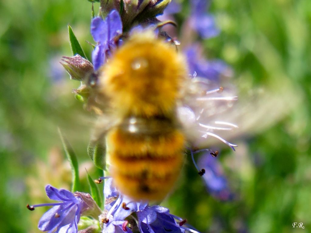 Bombus (Thoracobombus) pascuorum melleofacies