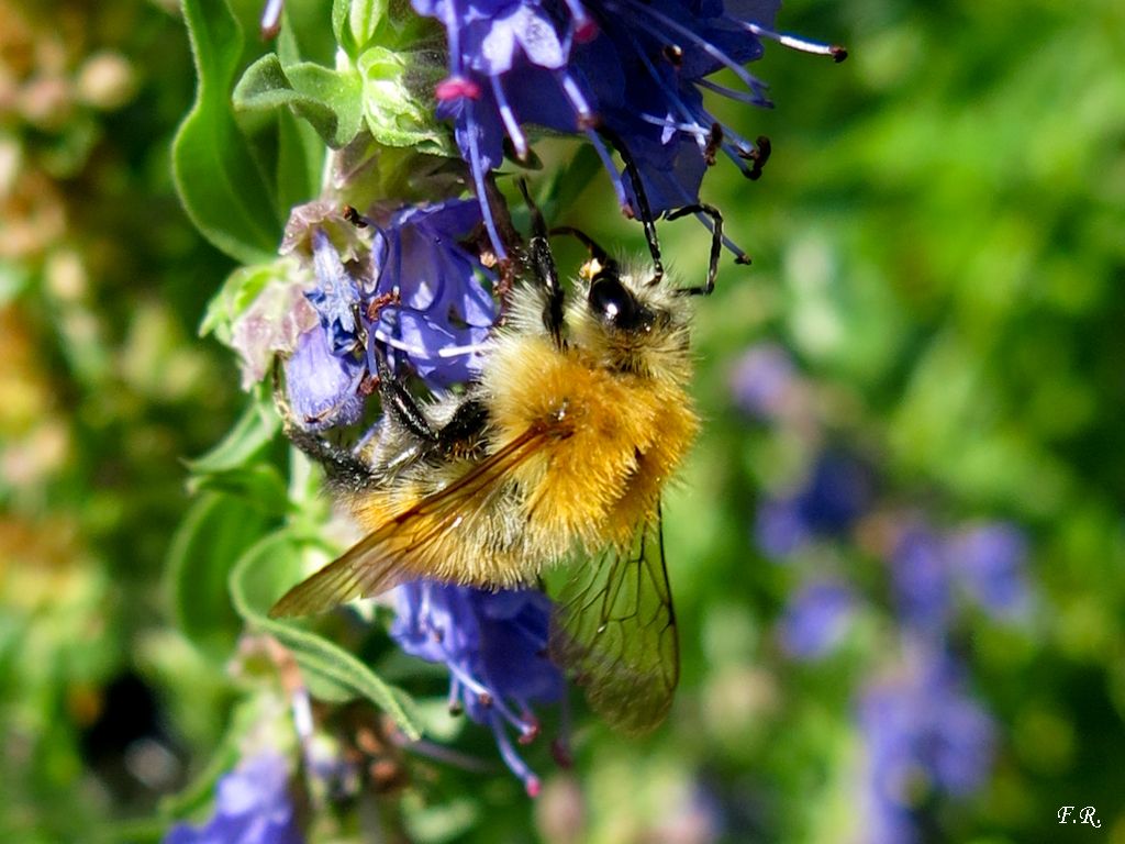 Bombus (Thoracobombus) pascuorum melleofacies