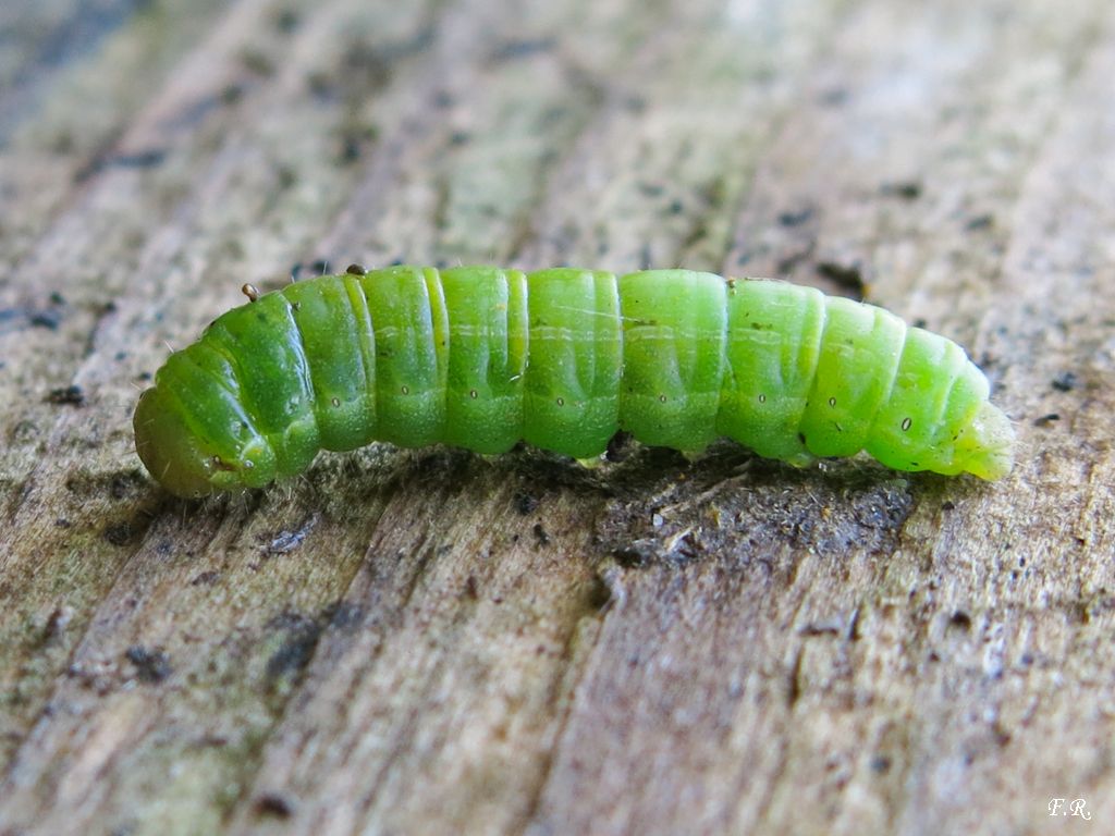 Bruco verde da identificare