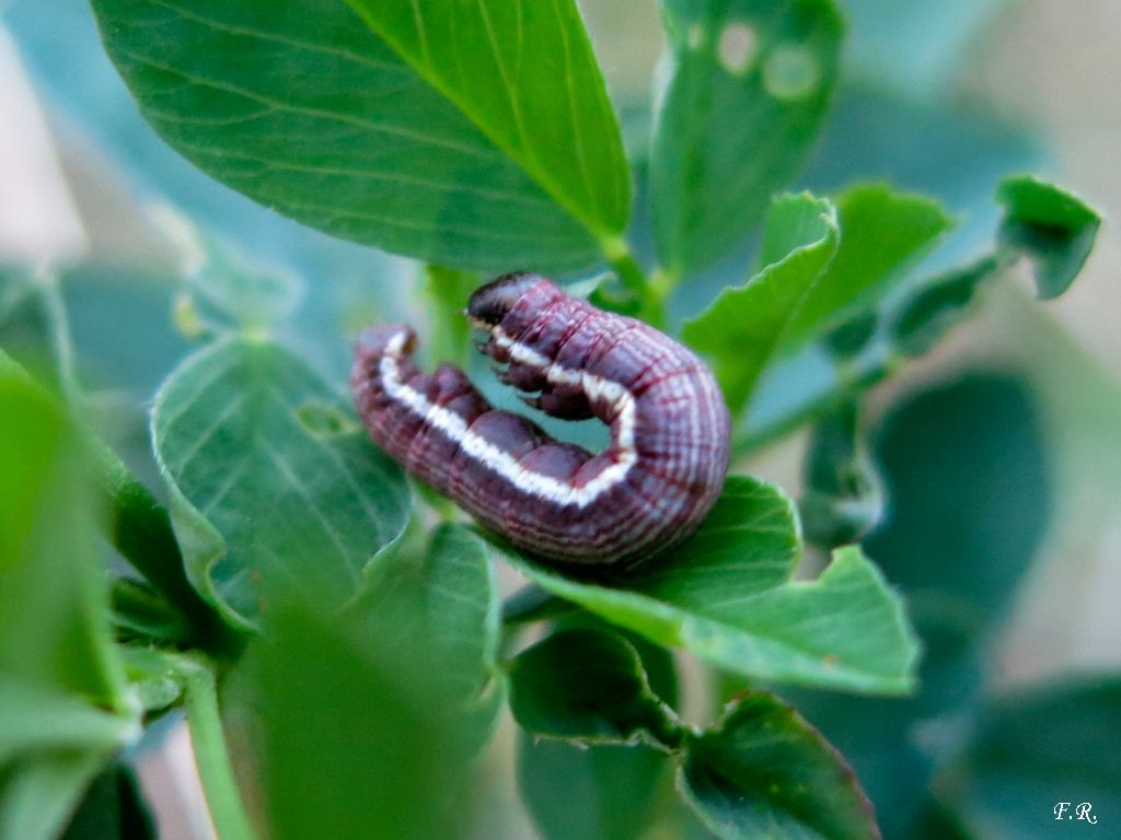 Bruco violaceo da identificare - Chiasmia clathrata