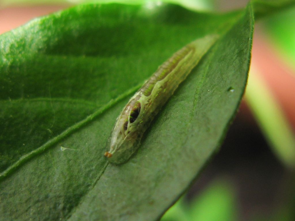 Una crisalide? No. Larva di Sphaerophoria sp.