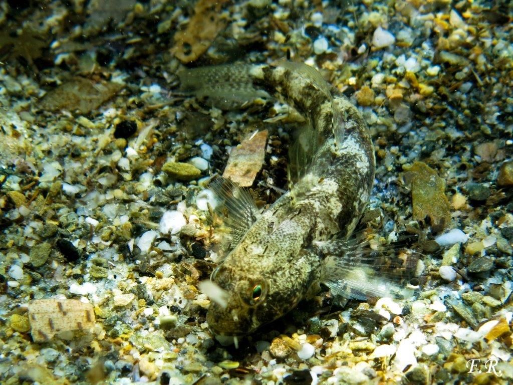 Gobius niger