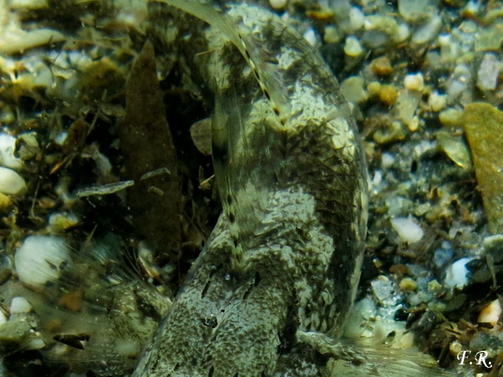 Gobius niger