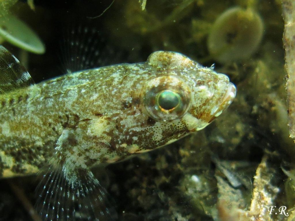 Due giovanili di Gobius cruentatus