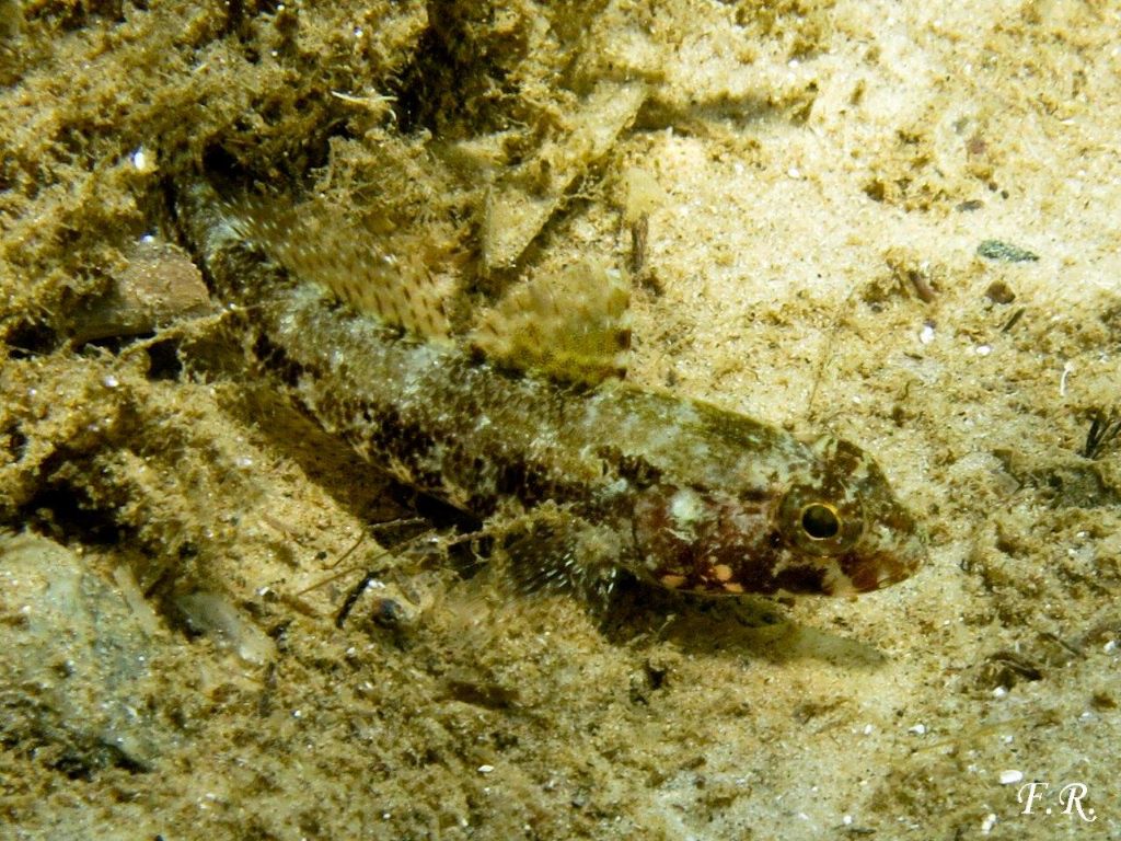 Due giovanili di Gobius cruentatus