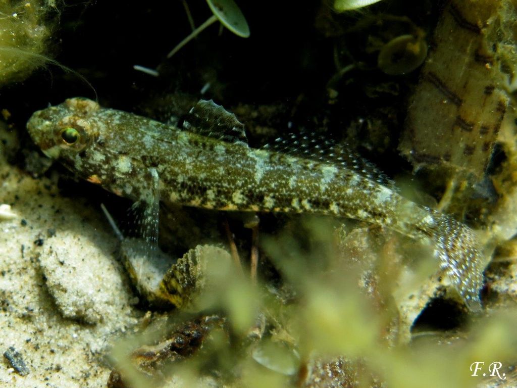 Due giovanili di Gobius cruentatus