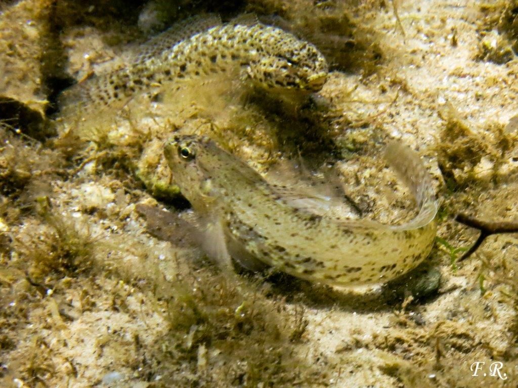 Gobius incognitus, Gobius fallax e Gobius geniporus