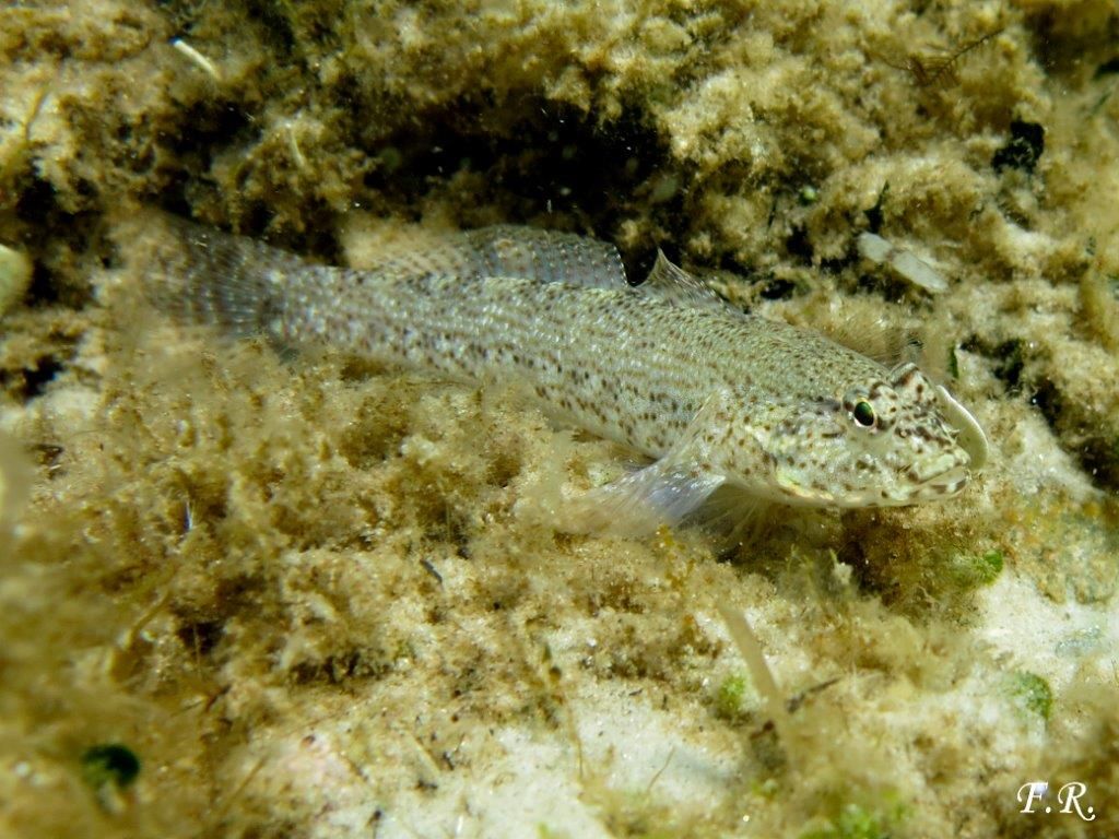 Gobius incognitus, Gobius fallax e Gobius geniporus