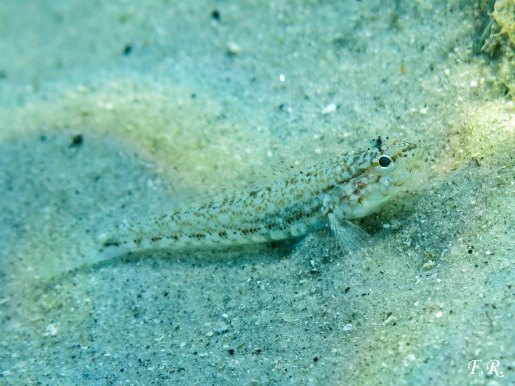 Gobius incognitus, Gobius fallax e Gobius geniporus