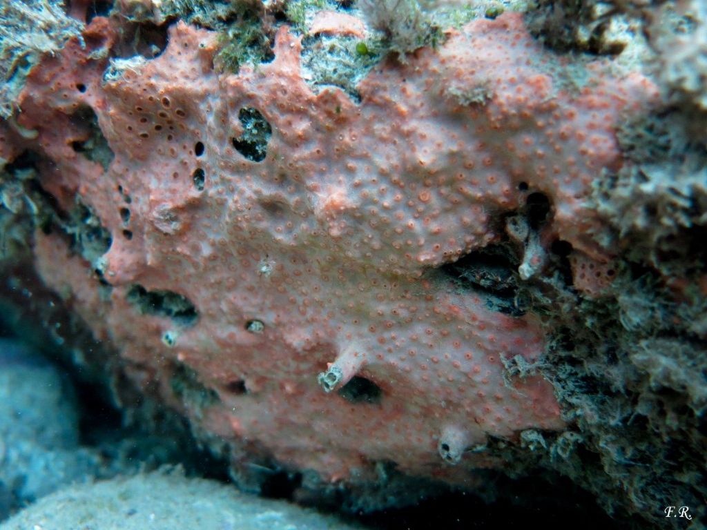 Hemimycale columella