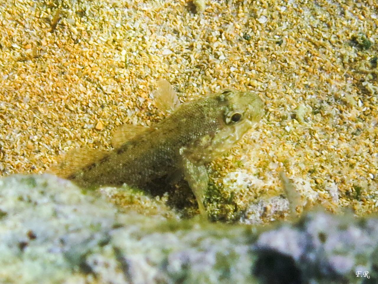 Giovane Gobius paganallus da Capo Rizzuto