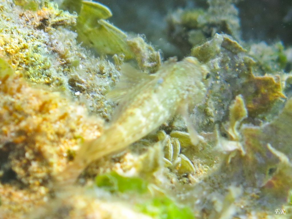 Giovane Gobius paganallus da Capo Rizzuto