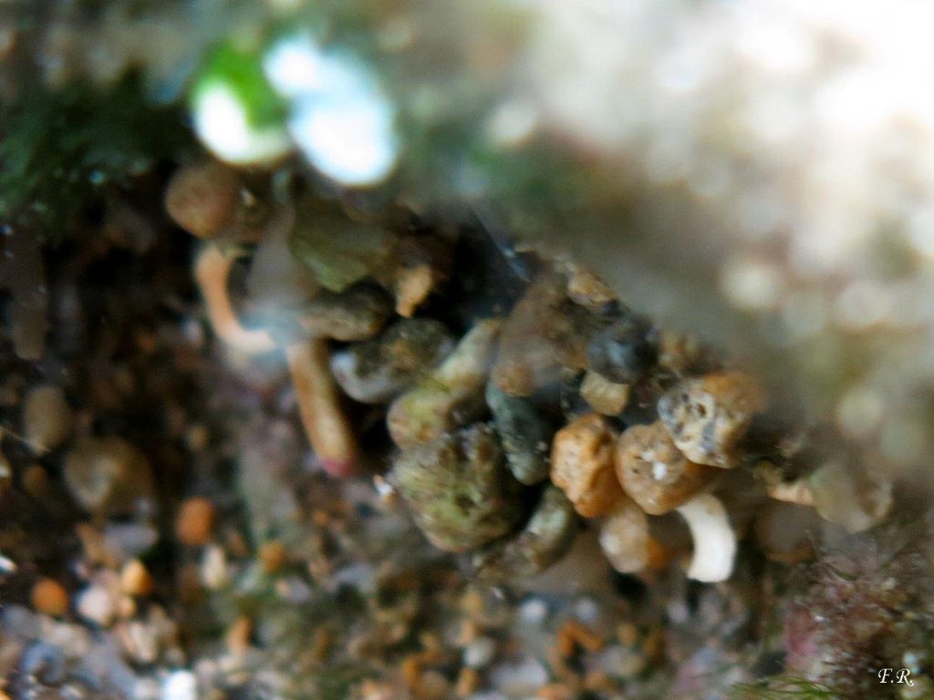 Piccola anemone da identificare