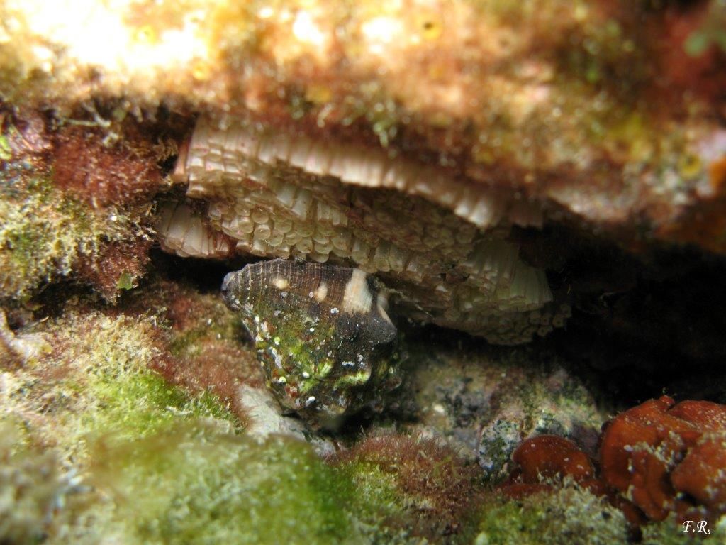 Ovatura di Stramonita haemastoma