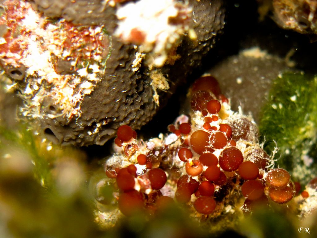 Alga rossa? - cfr Botryocladia botryoides