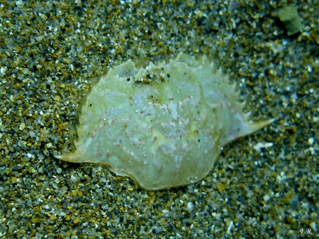 Carapace da identificare