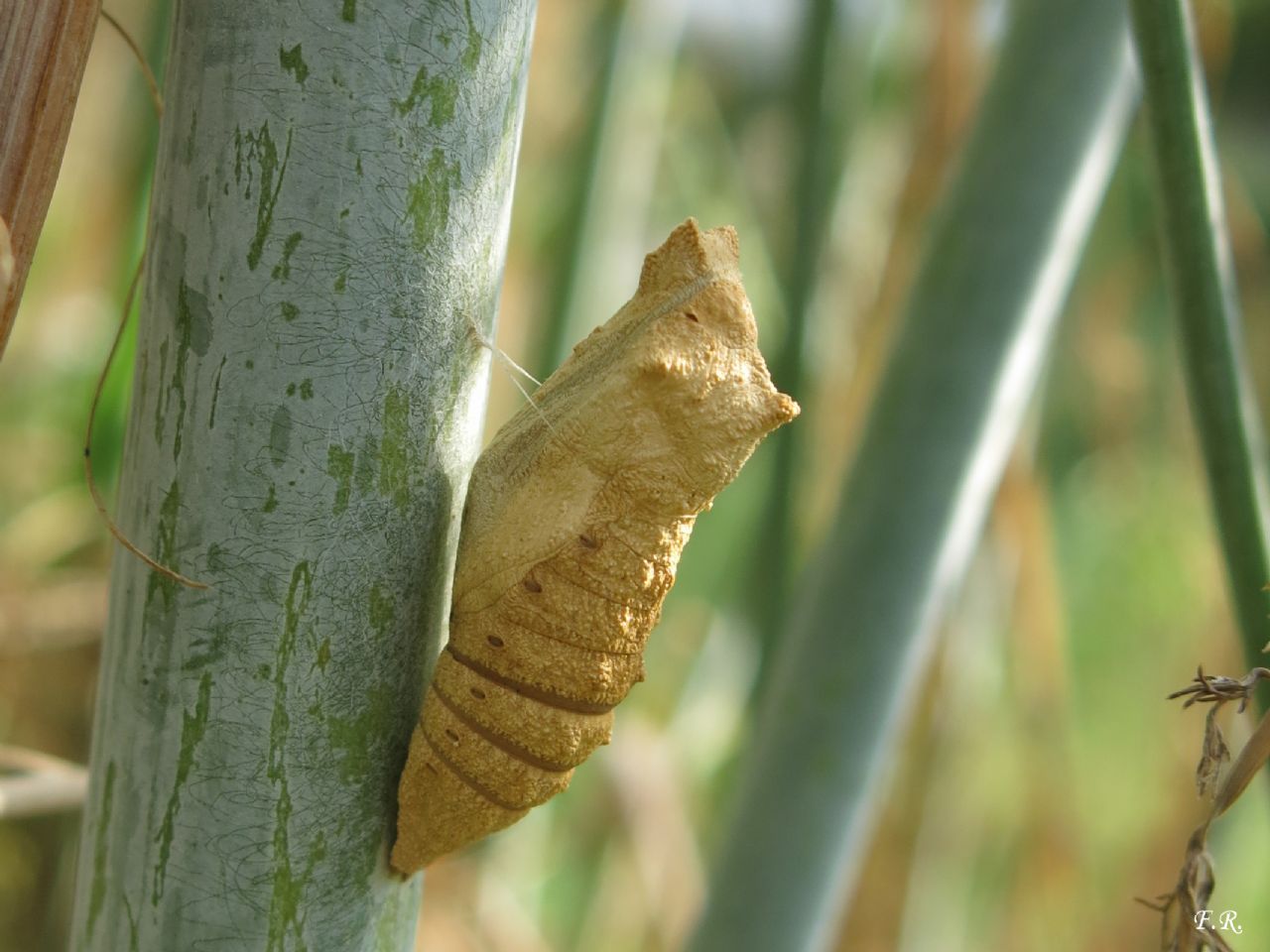 Crisalide da identificare - Papilio machaon