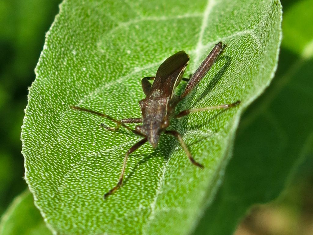 Alydidae: Camptopus lateralis