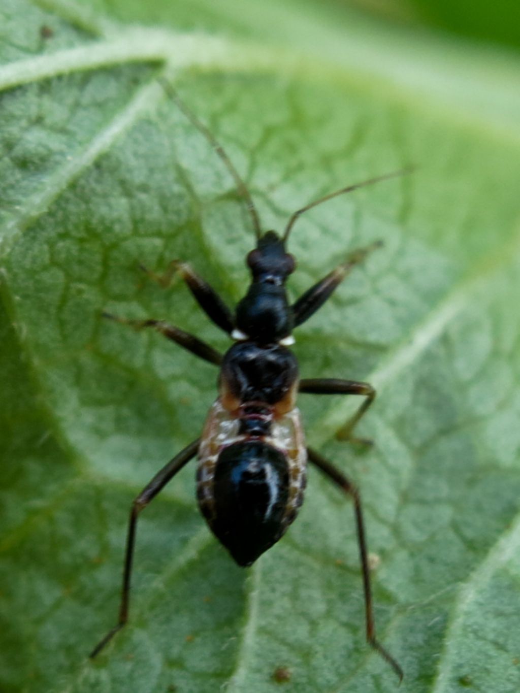 Nabidae:ninfa di Himacerus mirmicoides