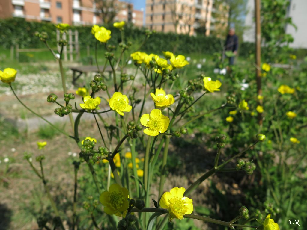 Ranunculaceae da identificare