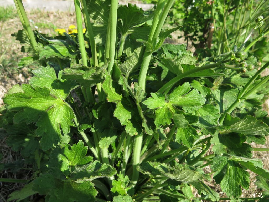 Ranunculaceae da identificare