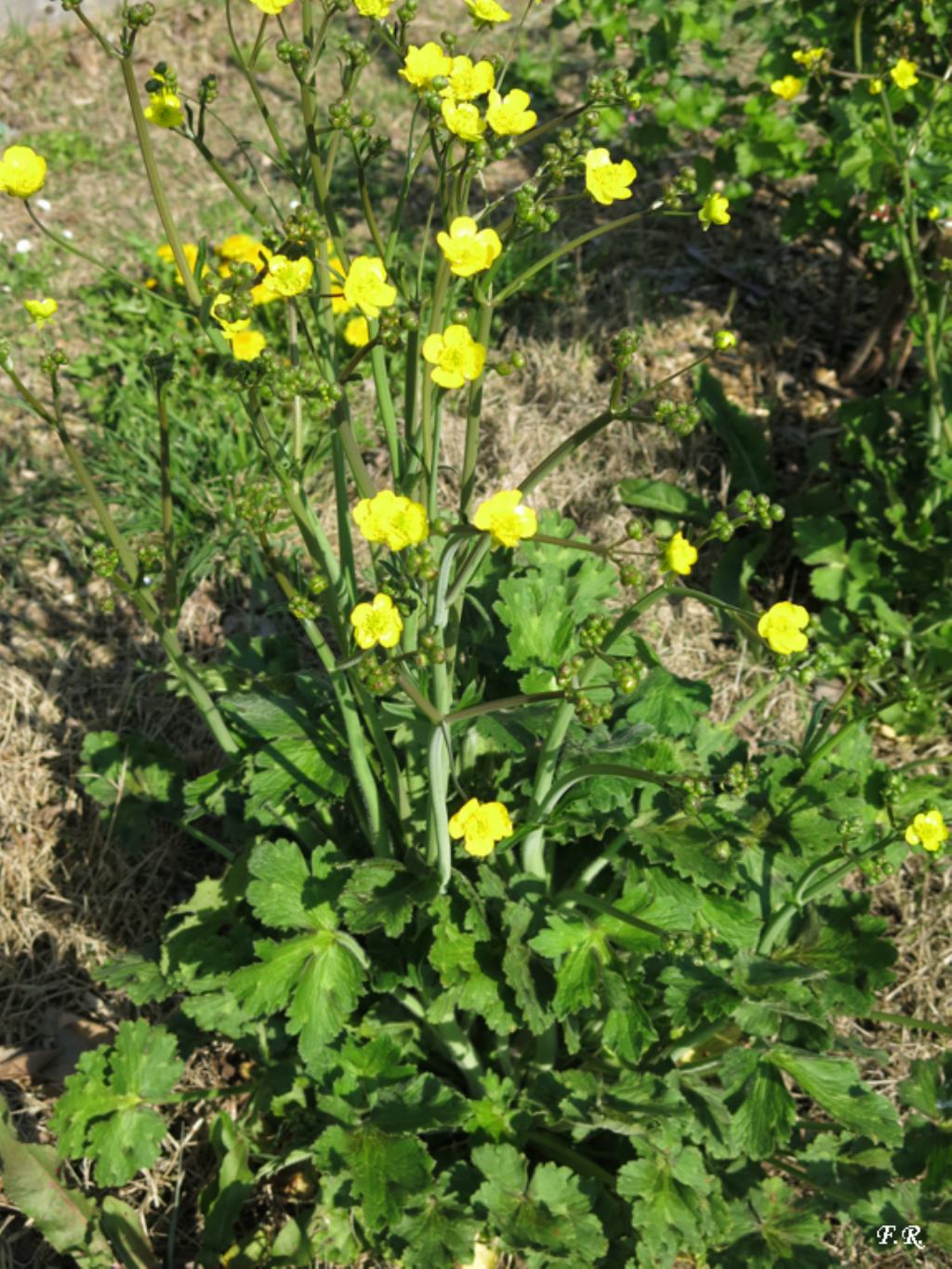 Ranunculaceae da identificare