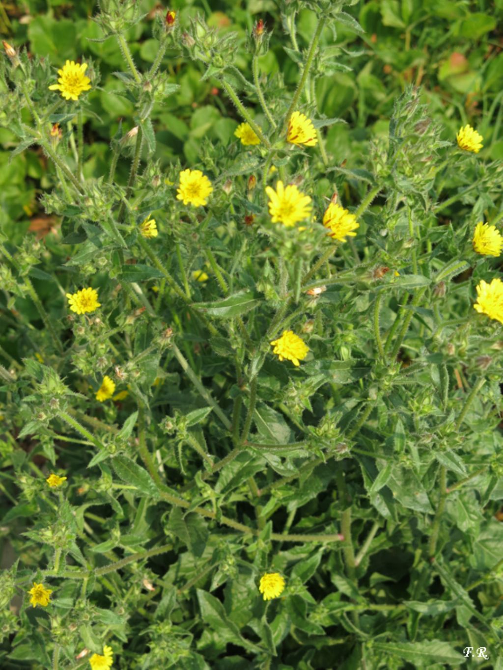 Helminthotheca echioides (Asteraceae)