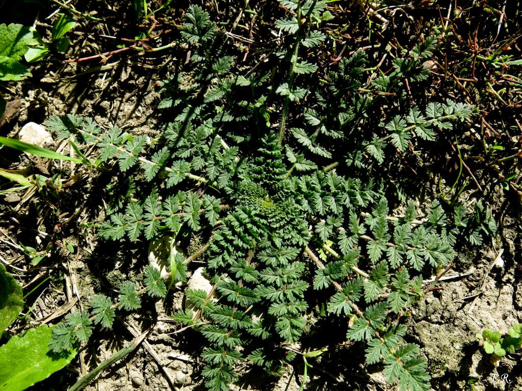 Erodium cicutarium (Geraniaceae)