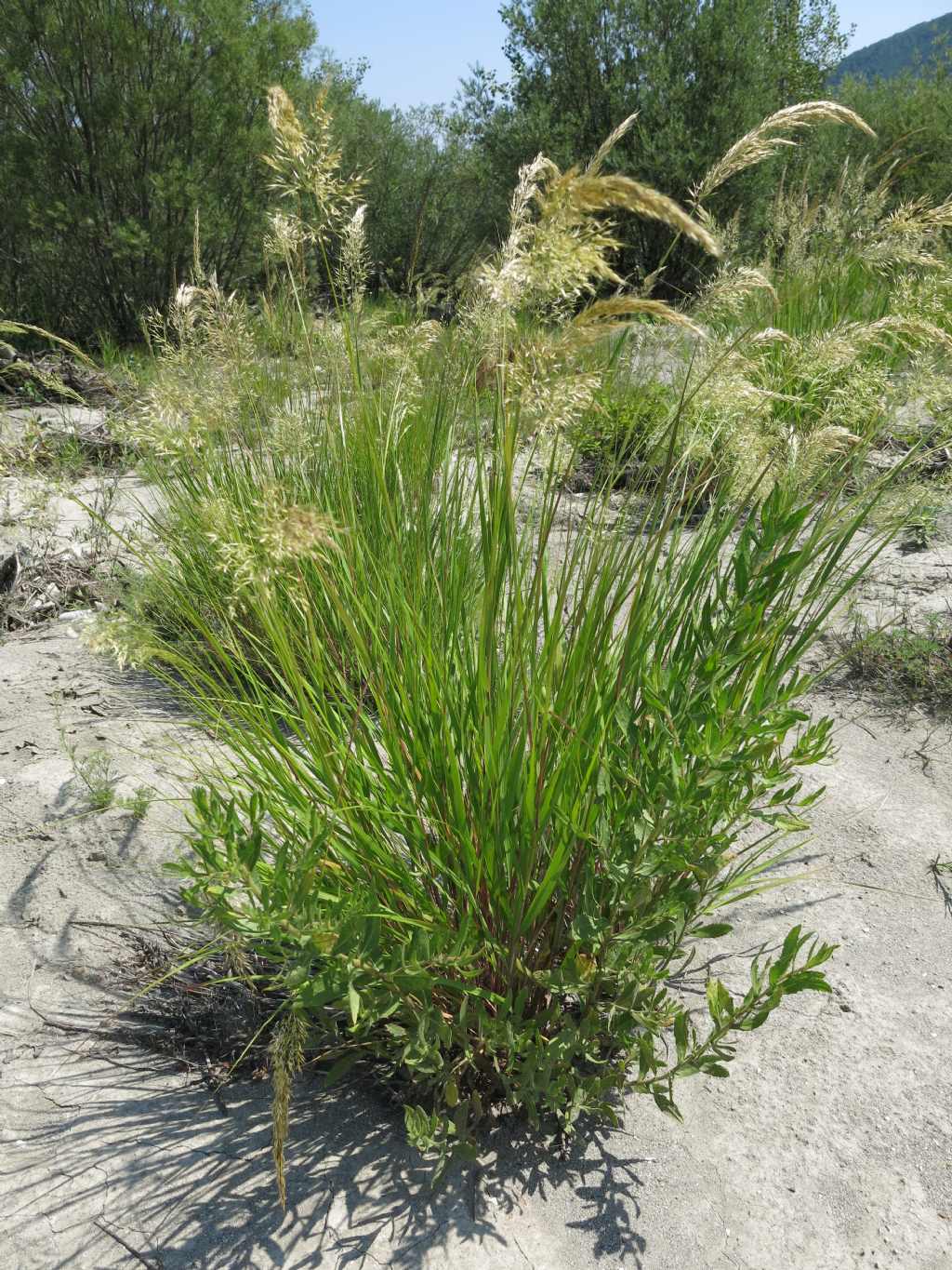 Pianta da identificare dal greto del Baganza - cfr. Achnatherum calamagrostis