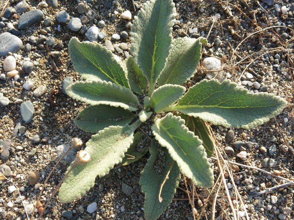 Pianta da determinare:  cfr. Verbascum sp.