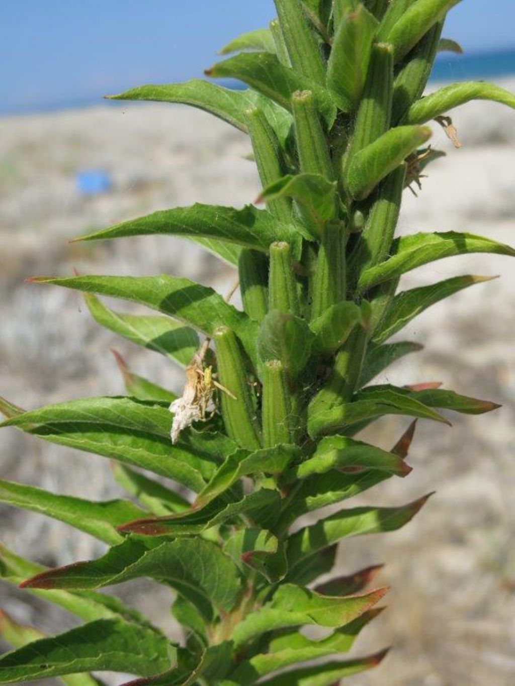 Oenothera sp.