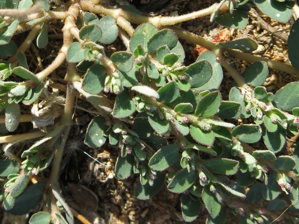 Euphorbia prostrata (Malpighiales - Euphorbiaceae)