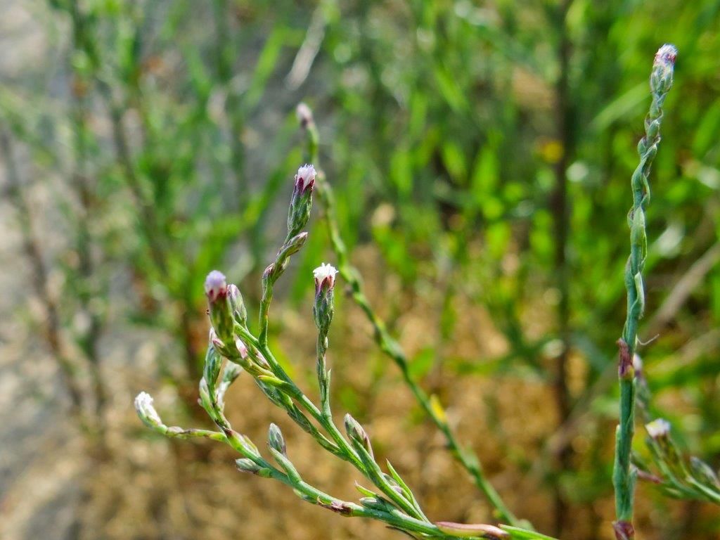 Symphyotrichum squamatum (Asteraceae)