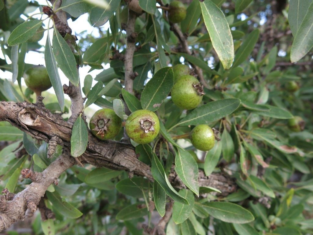 cfr. Pyrus spinosa (=Pyrus amygdaliformis)