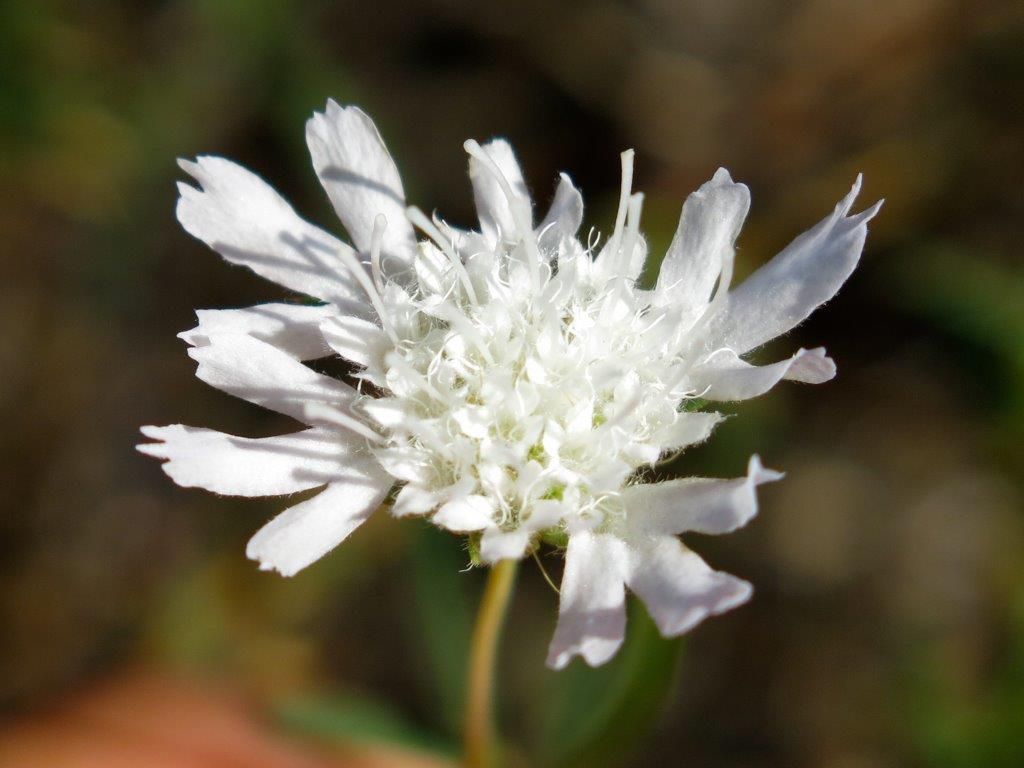 Pianta da determinare:  cfr. Caprifoliaceae