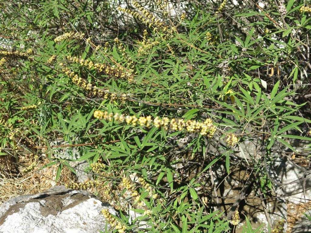 Vitex agnus-castus in fruttificazione (Lamiaceae)