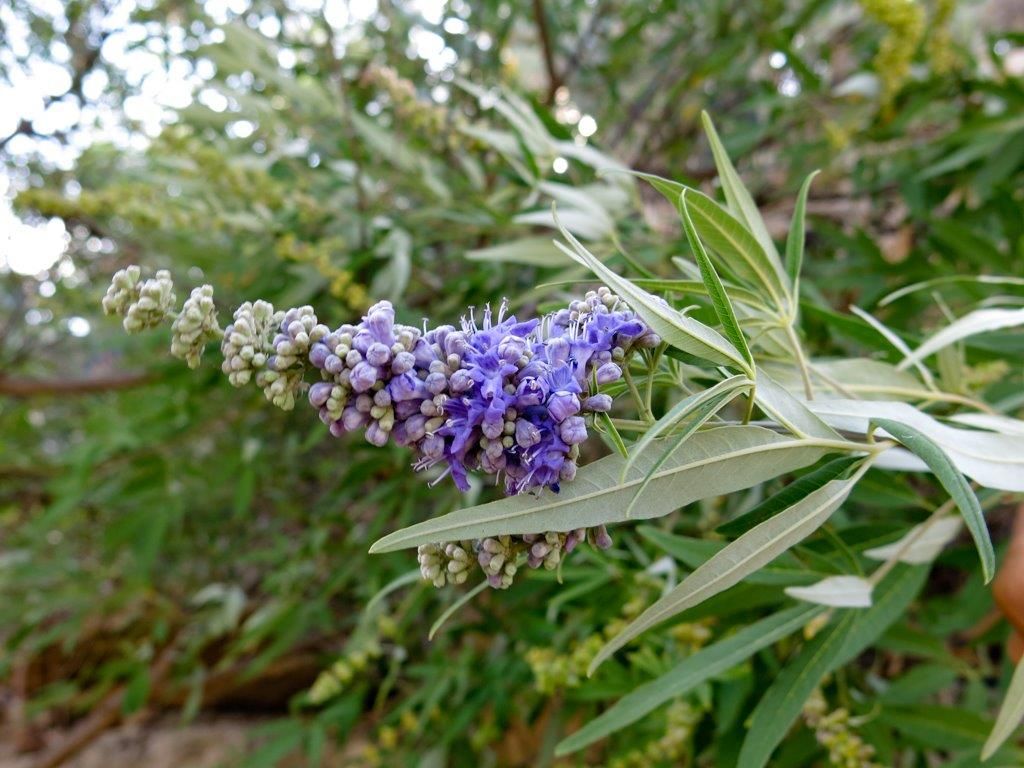 Vitex agnus-castus (Lamiaceae)