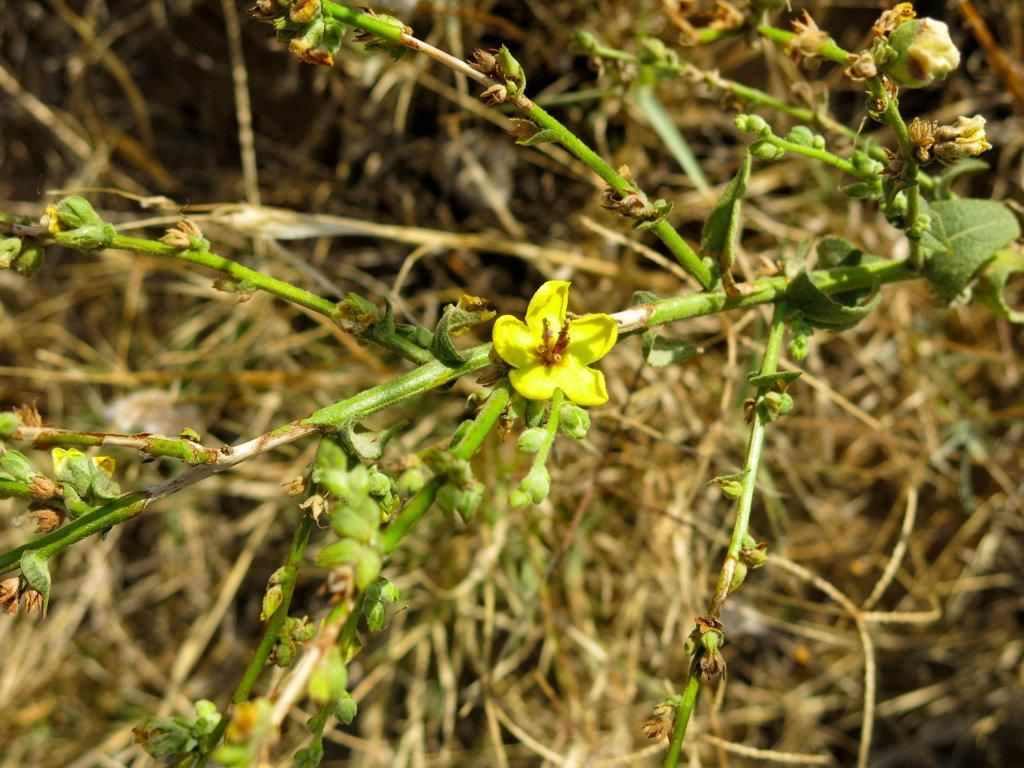 Verbascum sp.