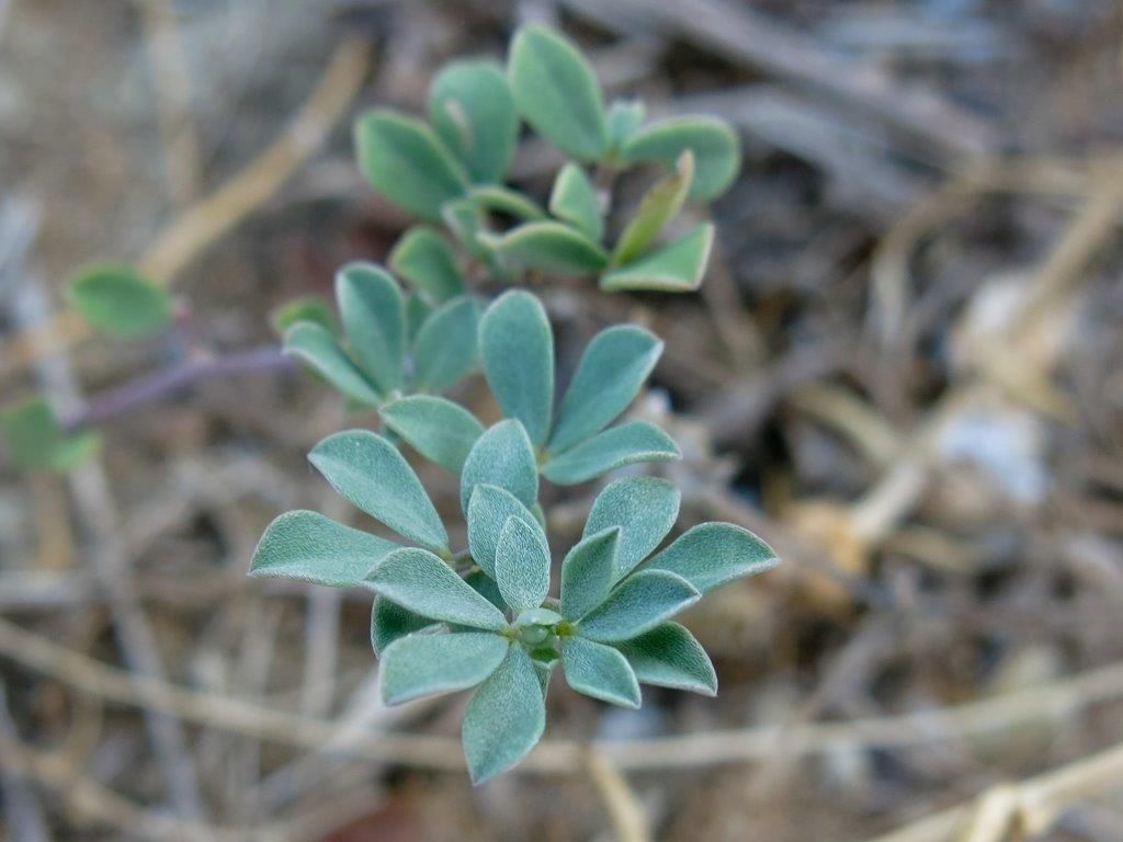 Lotus cfr. cytisoides