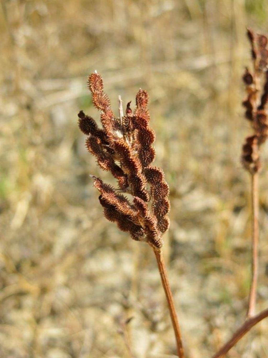 Sulla coronaria, frutti  (Fabaceae)