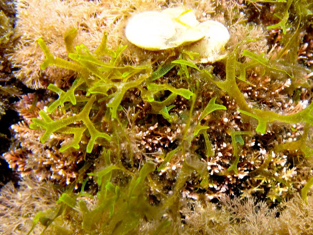 Alga da identificare 4